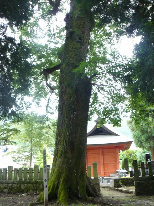 �g�c���F�g���_��