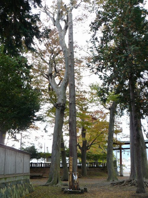 ���{�s�F���c�_��