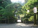 津金寺参道に生える松の大木