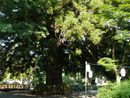 津金寺境内に生える大木
