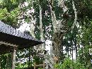 皆神神社御神木のヒムロビャクシンは推定樹齢千二百年の古木です