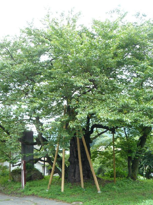 �������w�Z