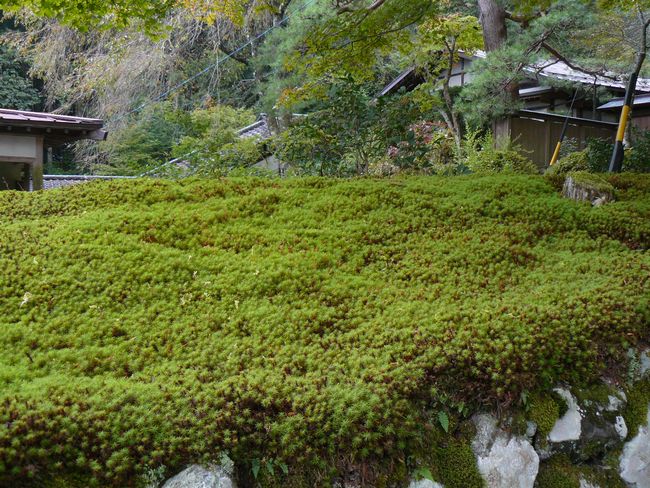 ����s�F���O��