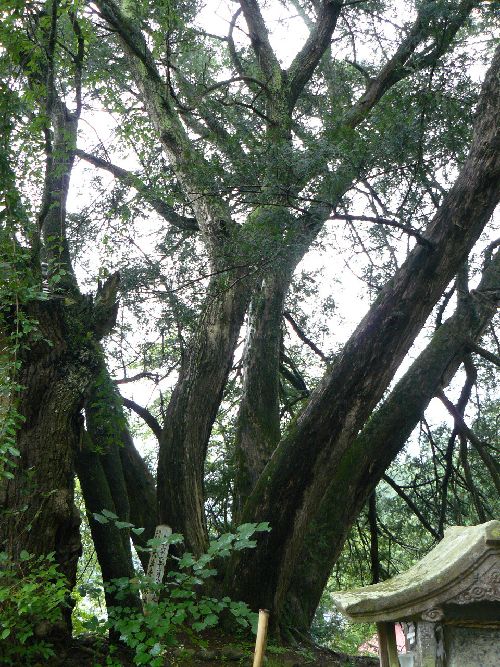 ��@���E�Ђ̖�